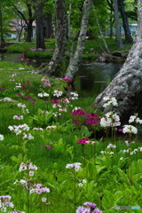 なんて姿勢の良い花でしょう