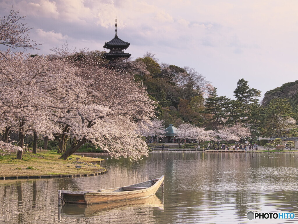 横浜三渓園の花見＃１