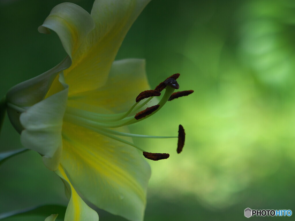 オリエンタルリリー＃２