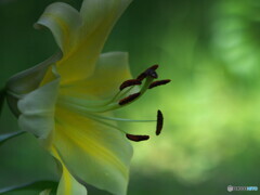 オリエンタルリリー＃２