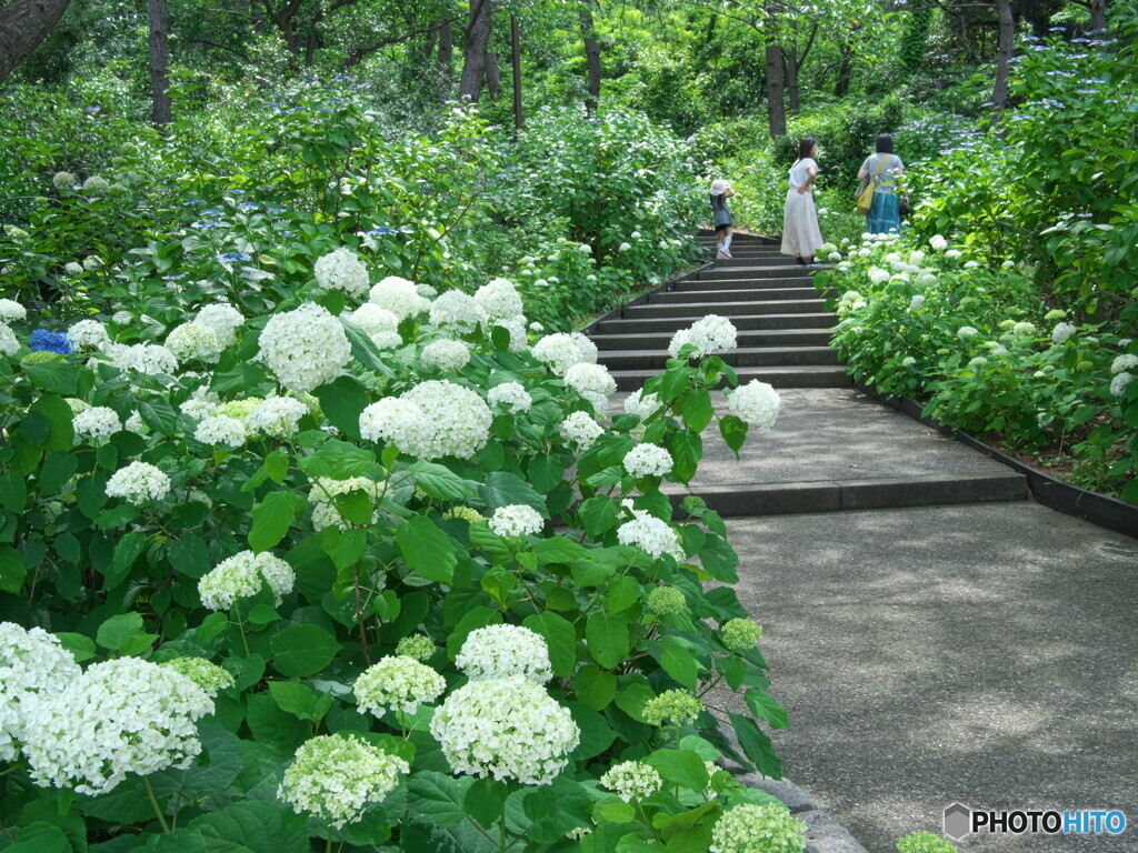 アナベルの咲く階段道