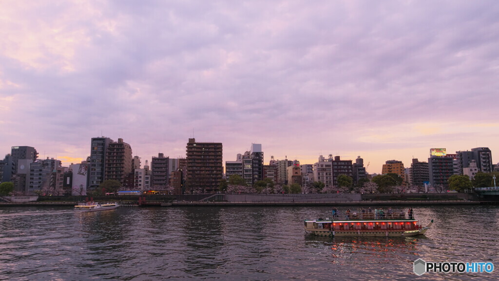 屋形船と桜＃４