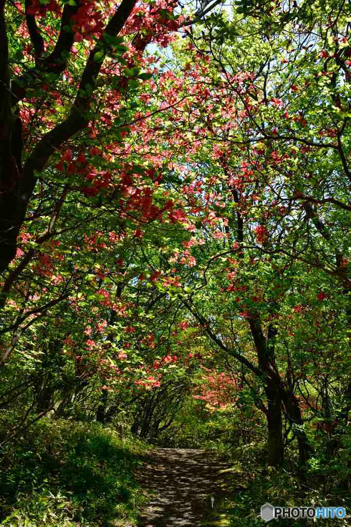 新緑とヤマツツジ～２