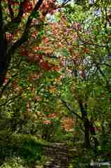 新緑とヤマツツジ～２