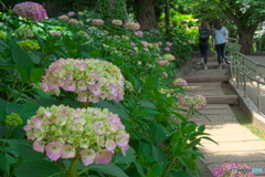坂道の紫陽花　P1196148