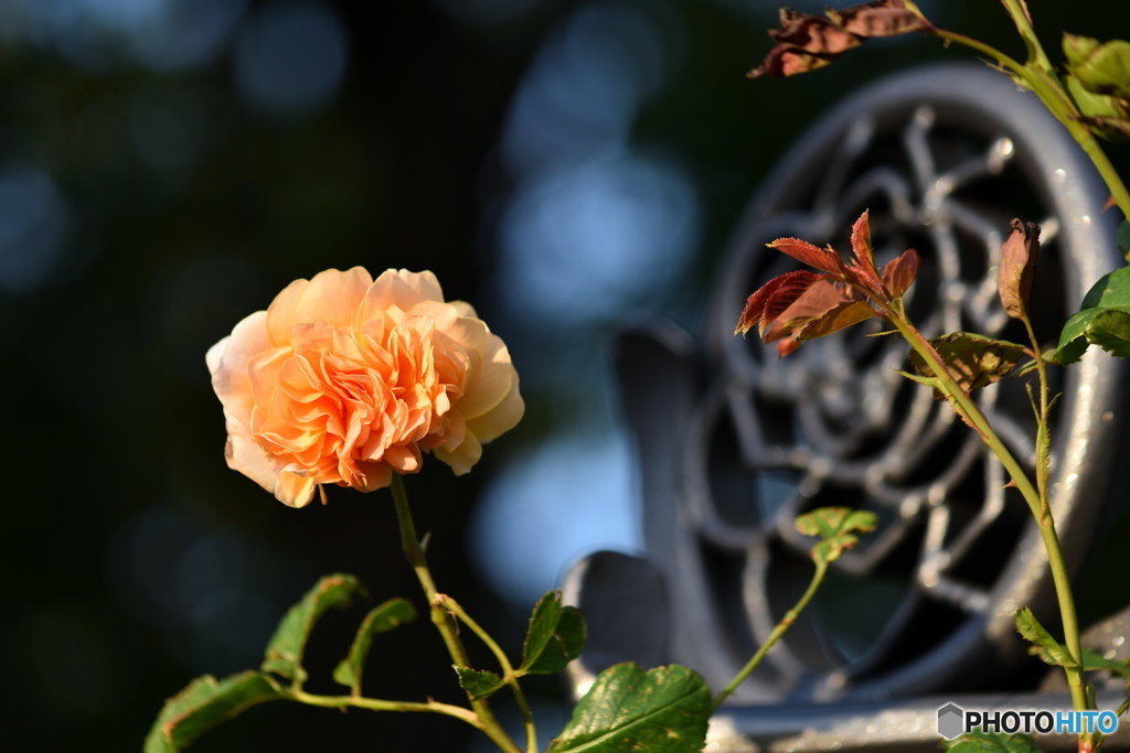 バラ一輪　DSC_9307