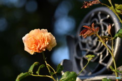 バラ一輪　DSC_9307