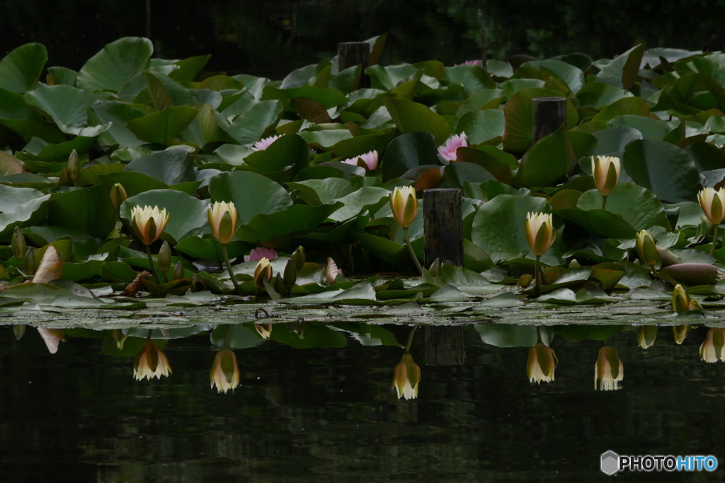 一列に並んで　P1040433