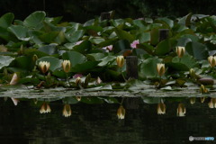 一列に並んで　P1040433