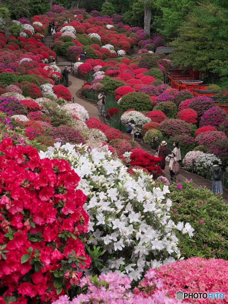 根津神社のつつじ苑其の１　P1184520