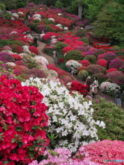 根津神社のつつじ苑其の１　P1184520
