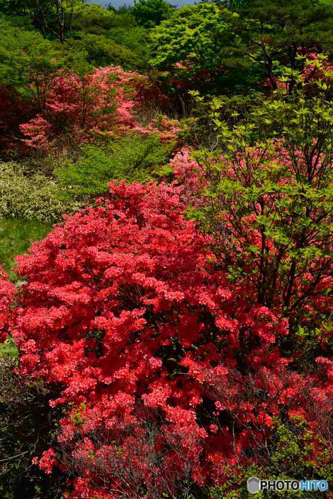 ヤマツツジの群生～２