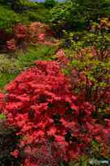 ヤマツツジの群生～２