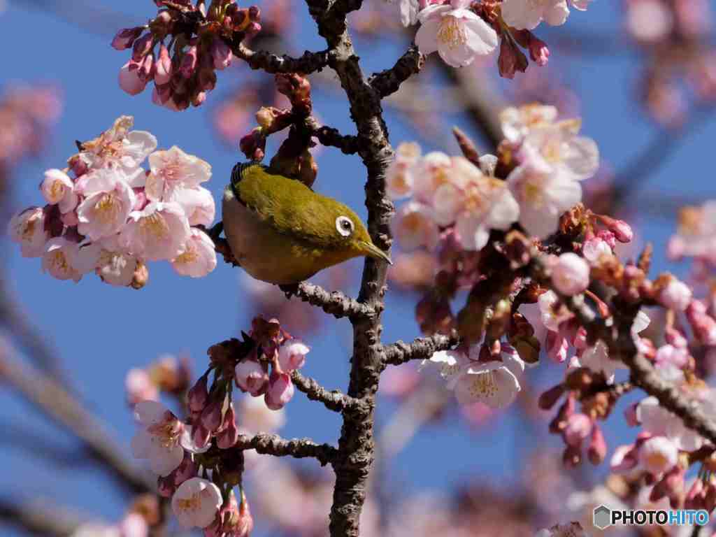 今年も蜜を楽しみにしています