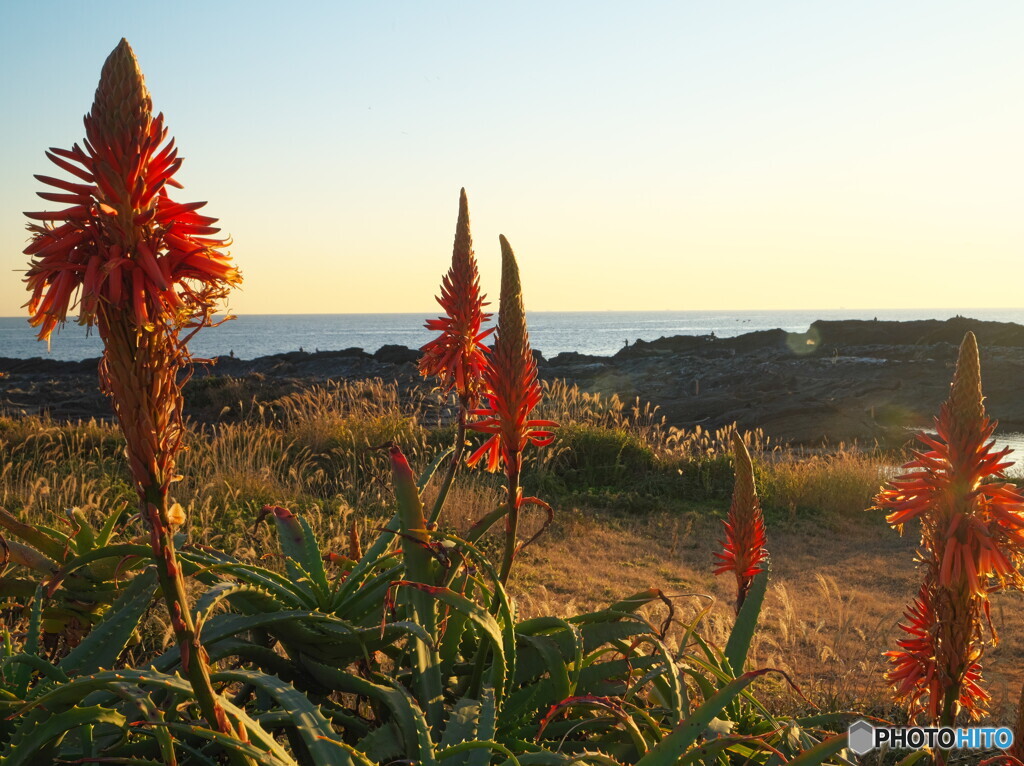浜辺のアロエの花