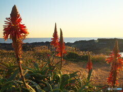 浜辺のアロエの花