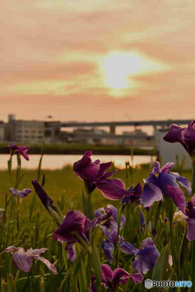 夕日に光る花菖蒲～１