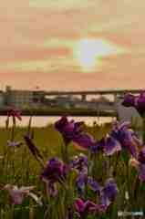 夕日に光る花菖蒲～１