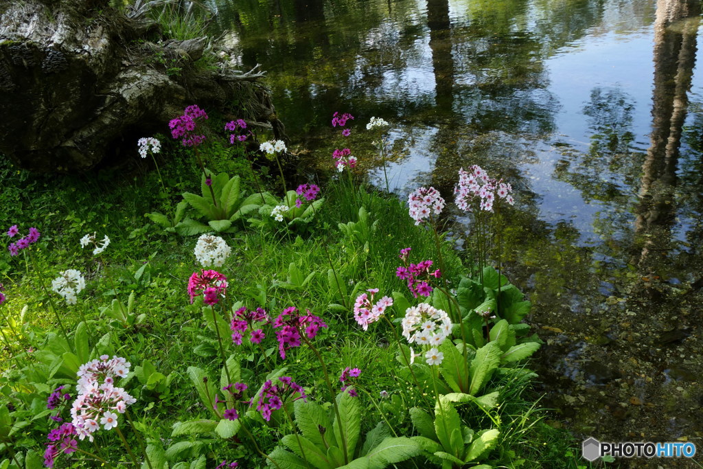 水辺のクリンソウ其の２　P1120341