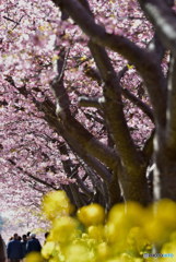 河津桜と菜の花～１