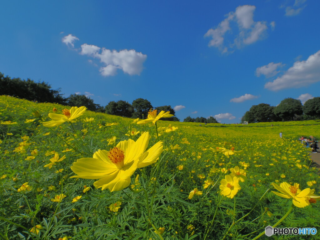 レモンブライトの丘