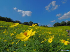 レモンブライトの丘