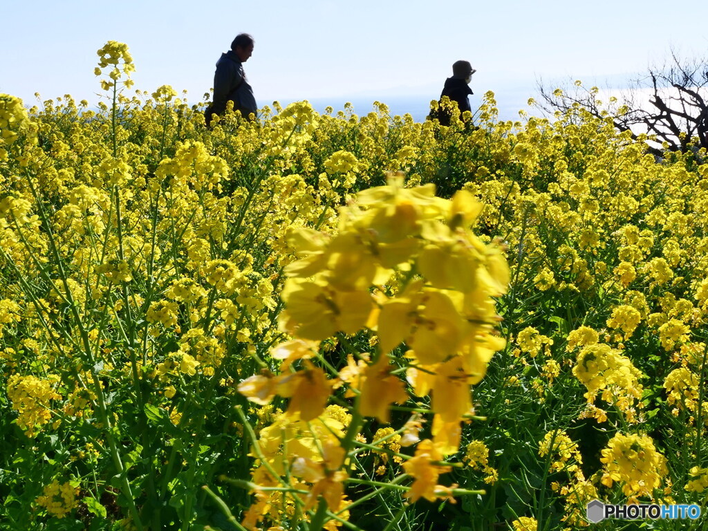 風と太陽の「風」　P1142399