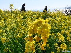 風と太陽の「風」　P1142399