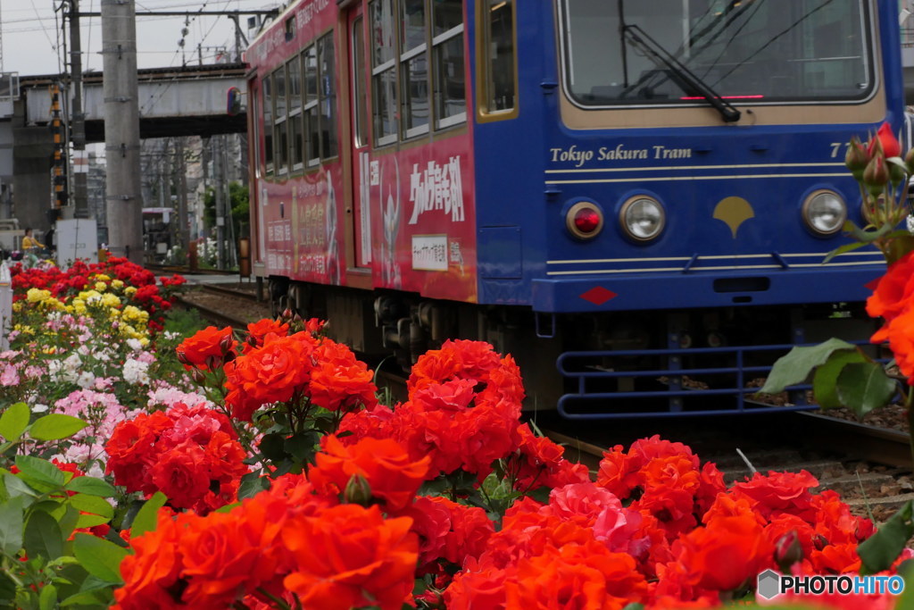沿線のバラ其の１　P1110862