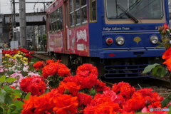 沿線のバラ其の１　P1110862