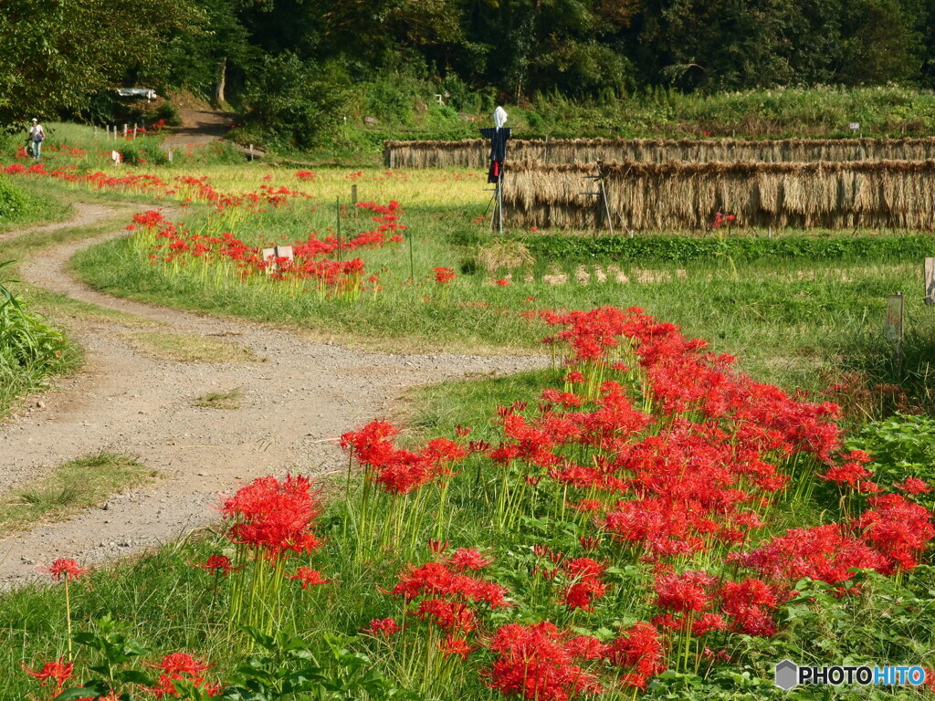 彼岸花と田園風景　P1125829