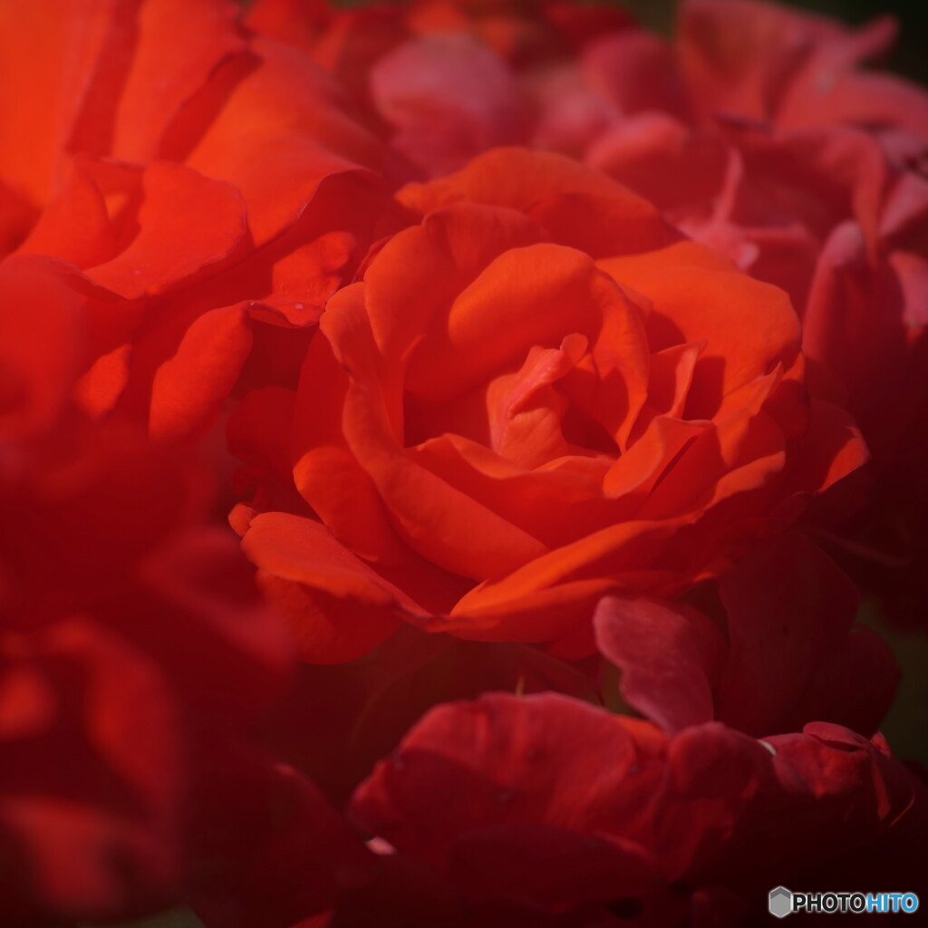 赤バラ其の1　P1156638