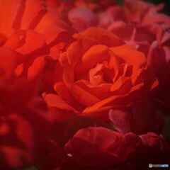 赤バラ其の1　P1156638