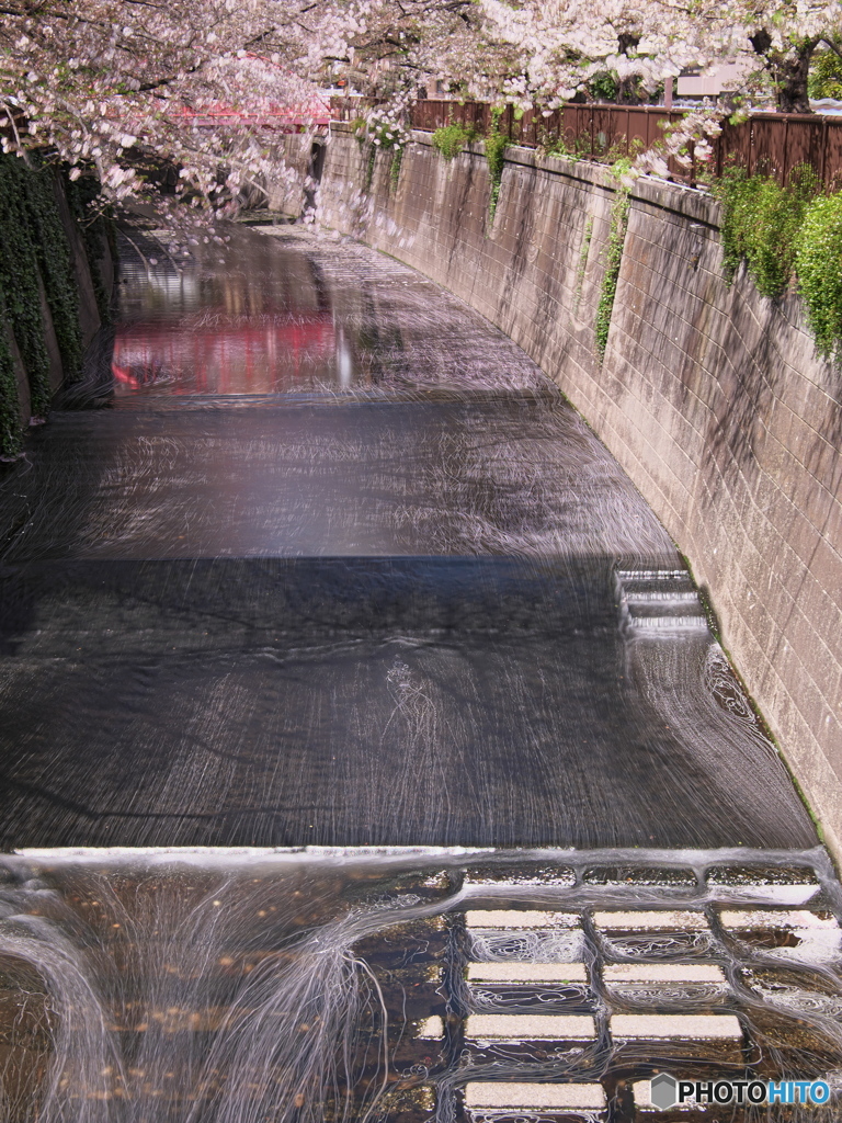 もう一つの花筏　P3312003