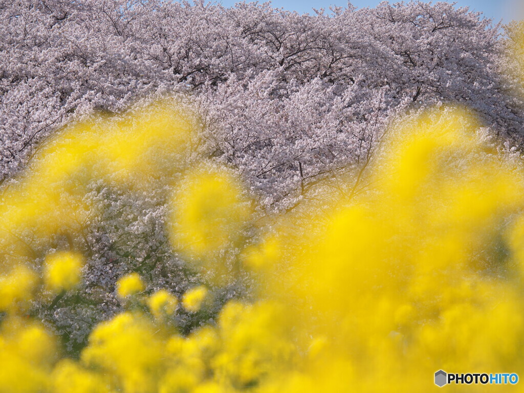 菜の花と桜＃１