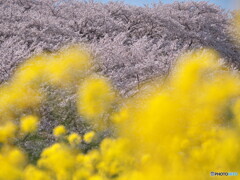 菜の花と桜＃１
