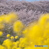 菜の花と桜＃１