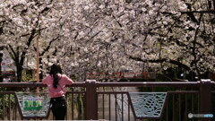 何を思う　P1156257