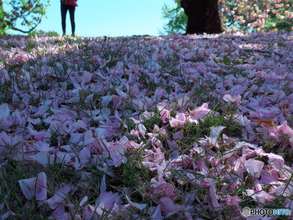 花びら絨毯　P1183957