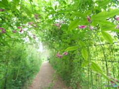 萩のトンネル＃２