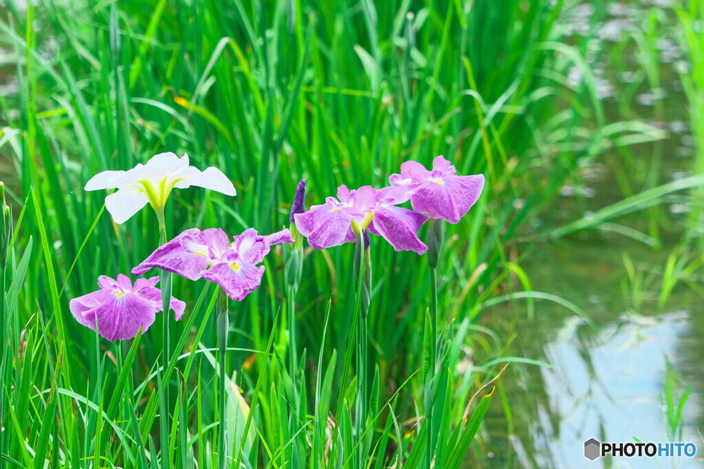 花菖蒲の姿＃１４
