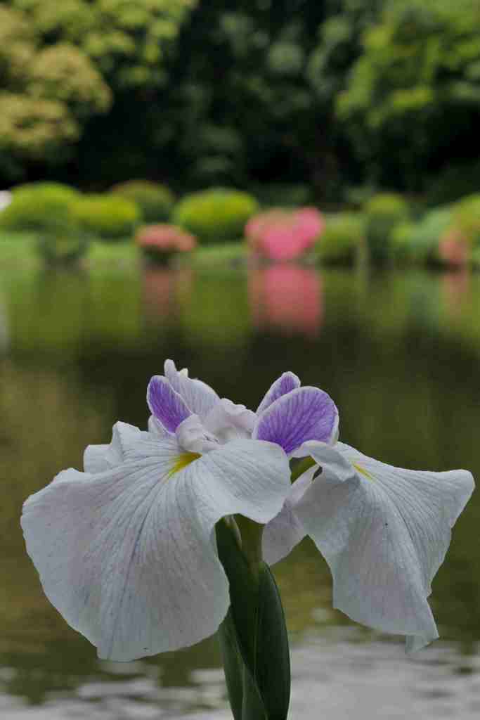 池をバックに～３