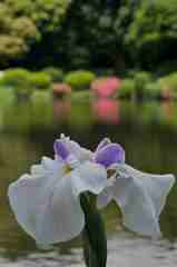 池をバックに～３