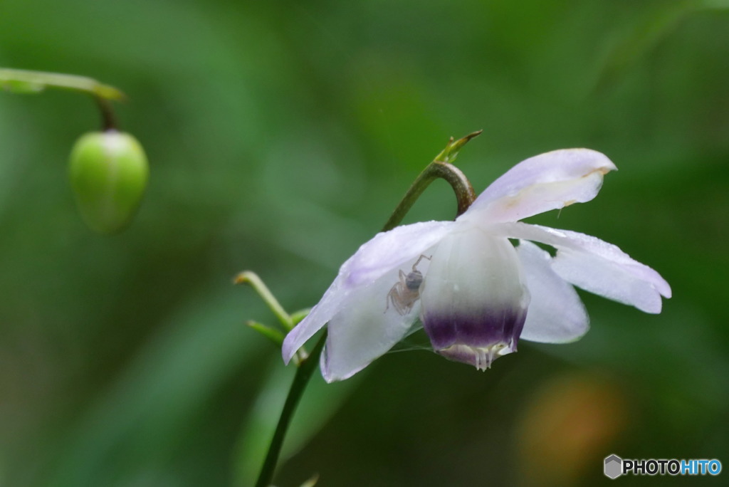 雨宿り　P1060955