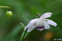 雨宿り　P1060955