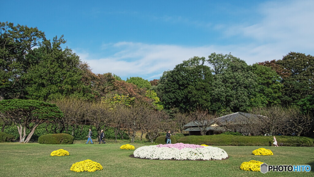 菊花壇展の頃の新宿御苑＃１