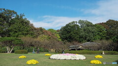 菊花壇展の頃の新宿御苑＃１