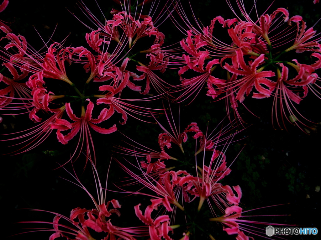 彼岸花花火