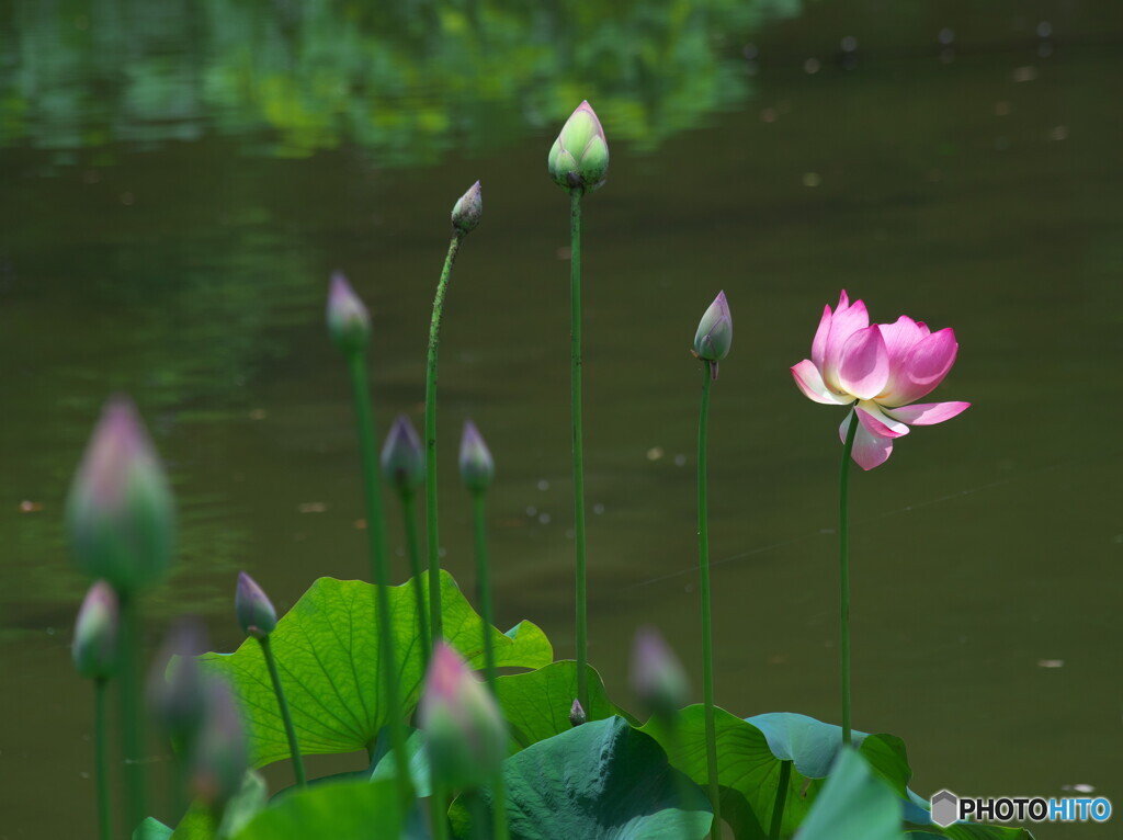 間もなく蓮の季節です＃１