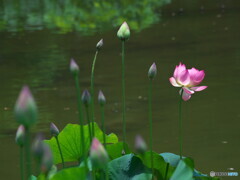 間もなく蓮の季節です＃１